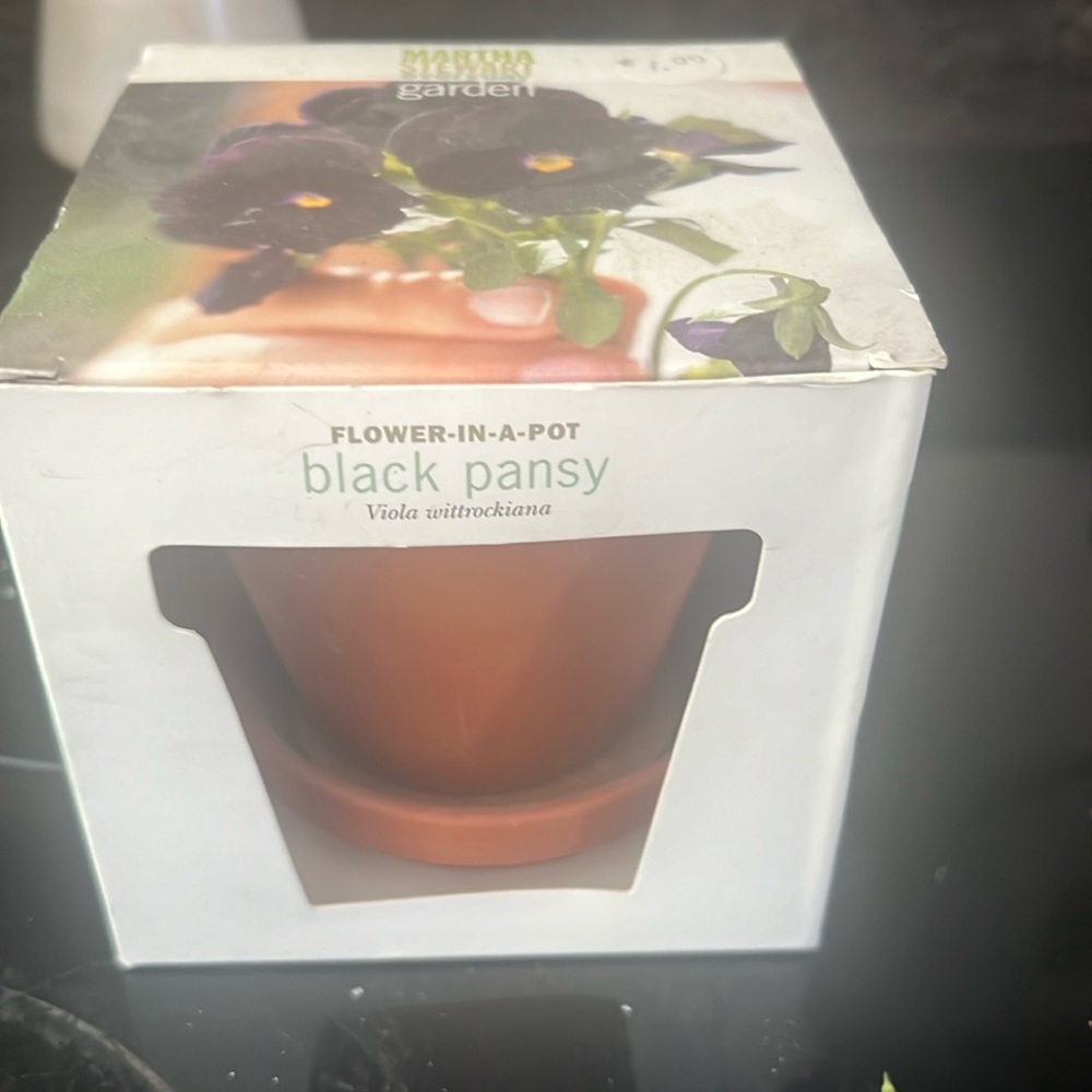 Pansy flower pot and seeds